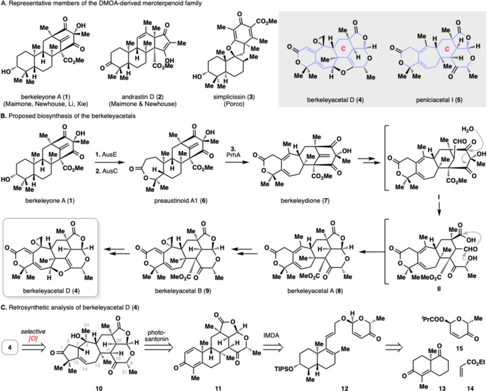 20250211-JACS-李超-图1此前合成的代表性DMOA杂萜和berkeleyacetal D和peniciacetal I的分子结构，berkeleyacetal D的生源合成及逆合成分析.png