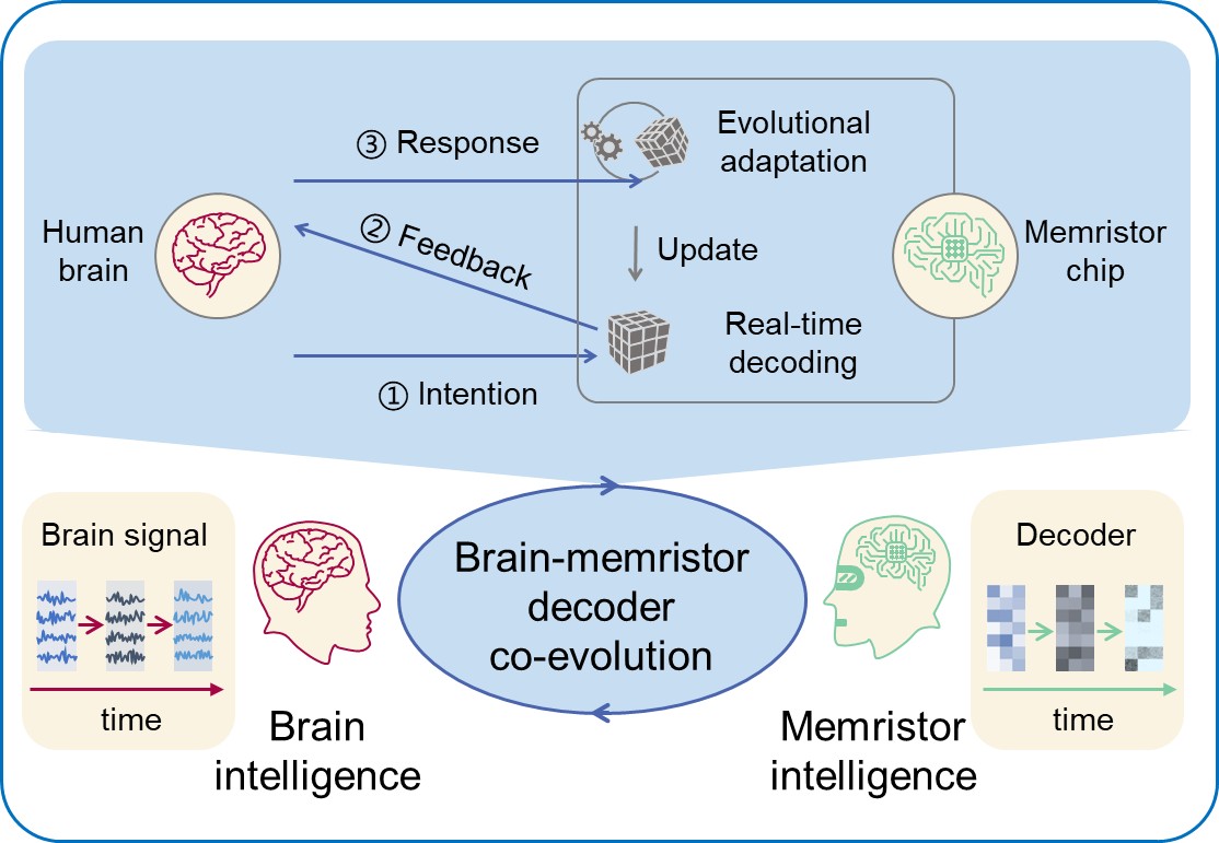 20250217-NE脑机接口-集成电路学院-图1提出了自适应神经形态解码器，支持脑机协同演进jpg